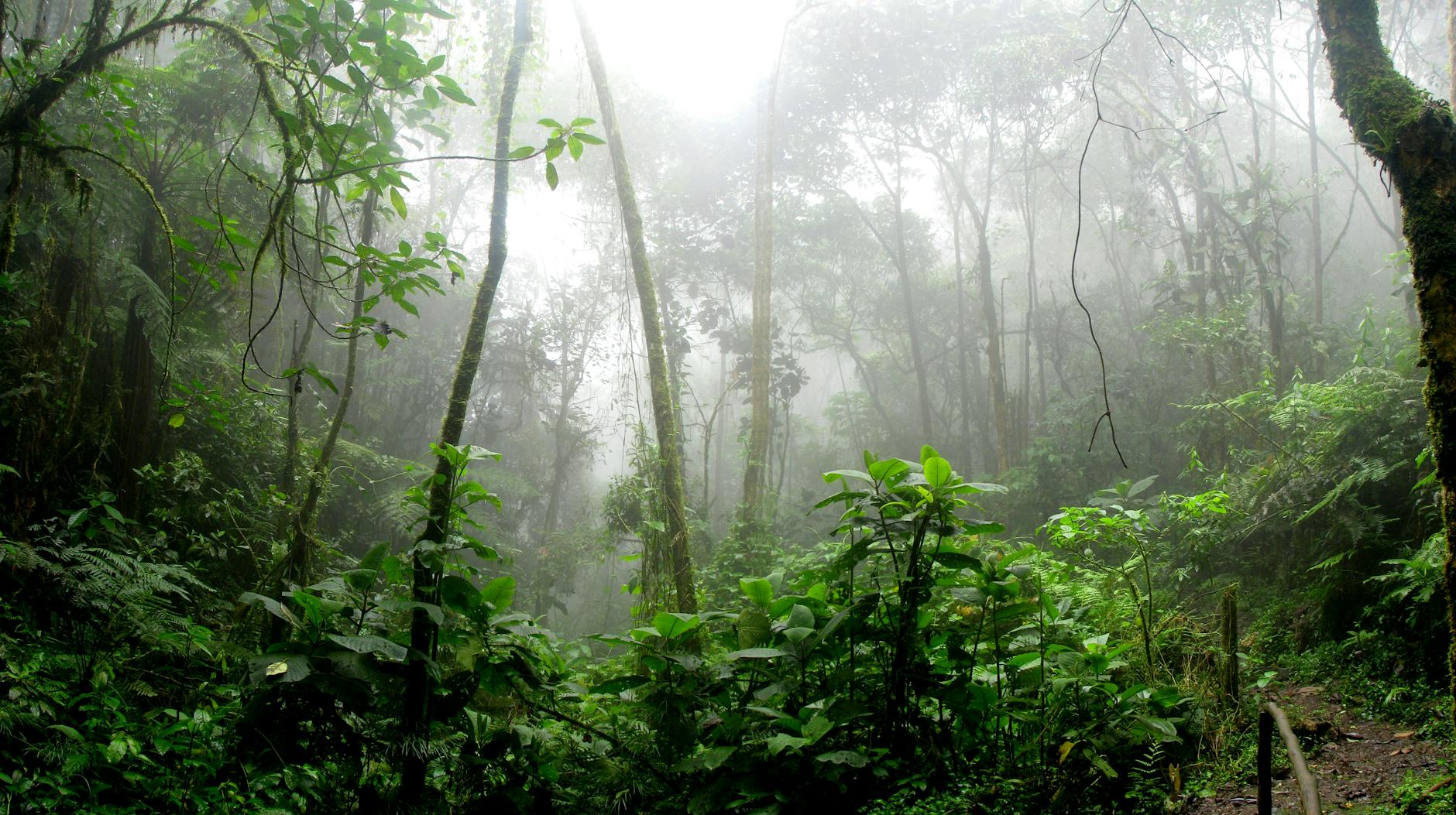 Amazon Rainforest Reaching Tipping Point