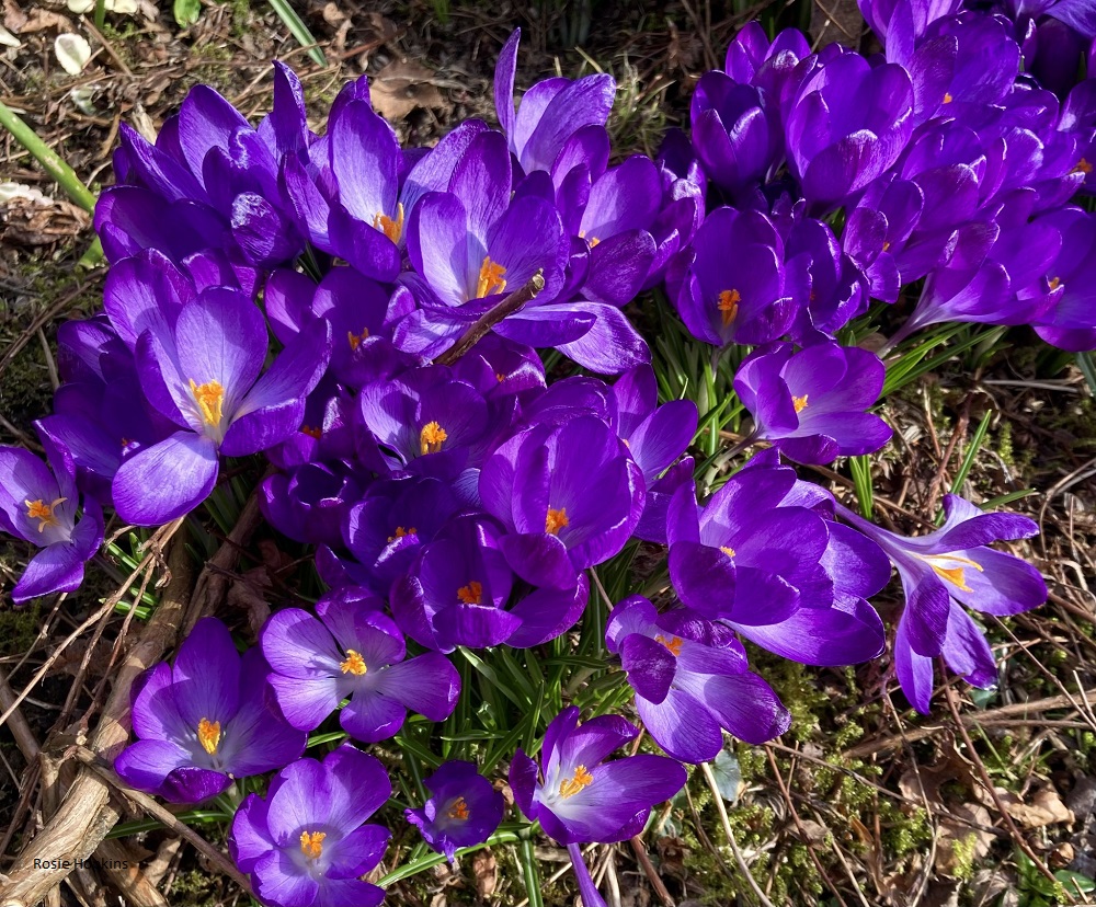 Weather Forecast 24 March: Rain for much of the day. Fresh to strong winds.