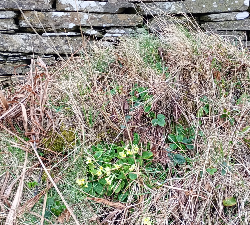 Weather Forecast: Mostly dry, sunny spells. A few showers over Orkney later.