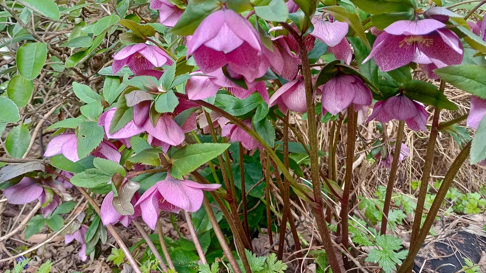 Weather Forecast: Rain clearing to sunny spells and a few showers