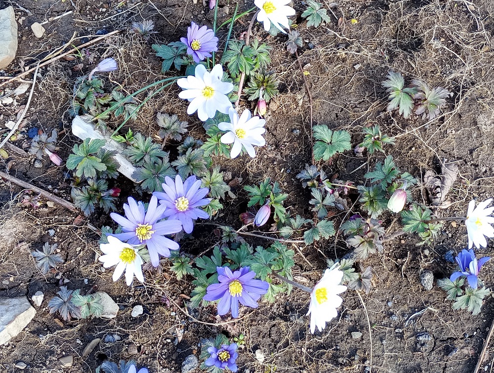 Weather Forecast: Strong winds and rain morning. Sunny spells and showers later