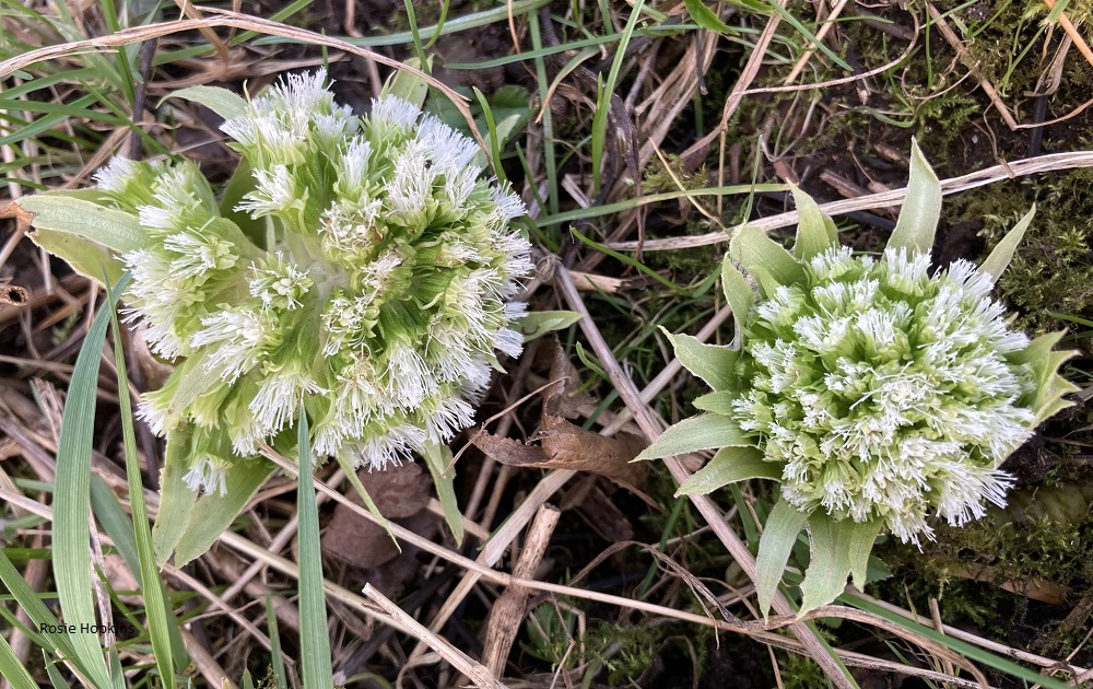 Weather Forecast:  Orkney mainly dry today. Rain and wind tonight.