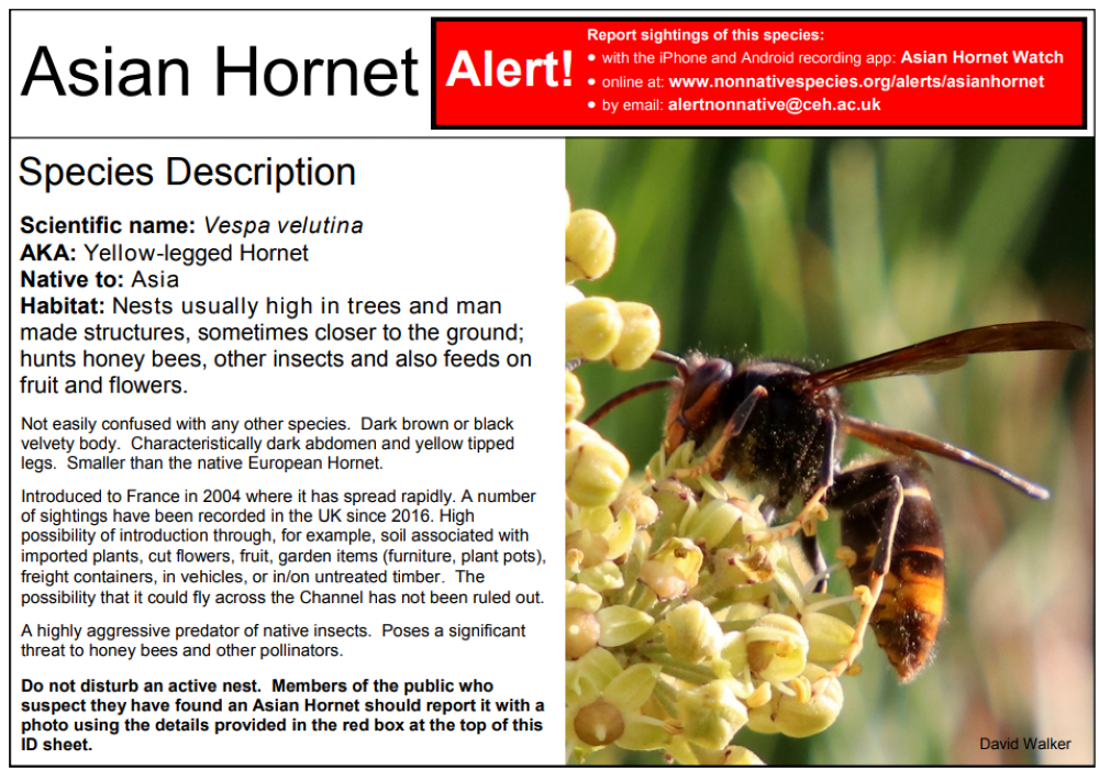 Protecting Bee Health Against The Yellow-legged Asian hornet