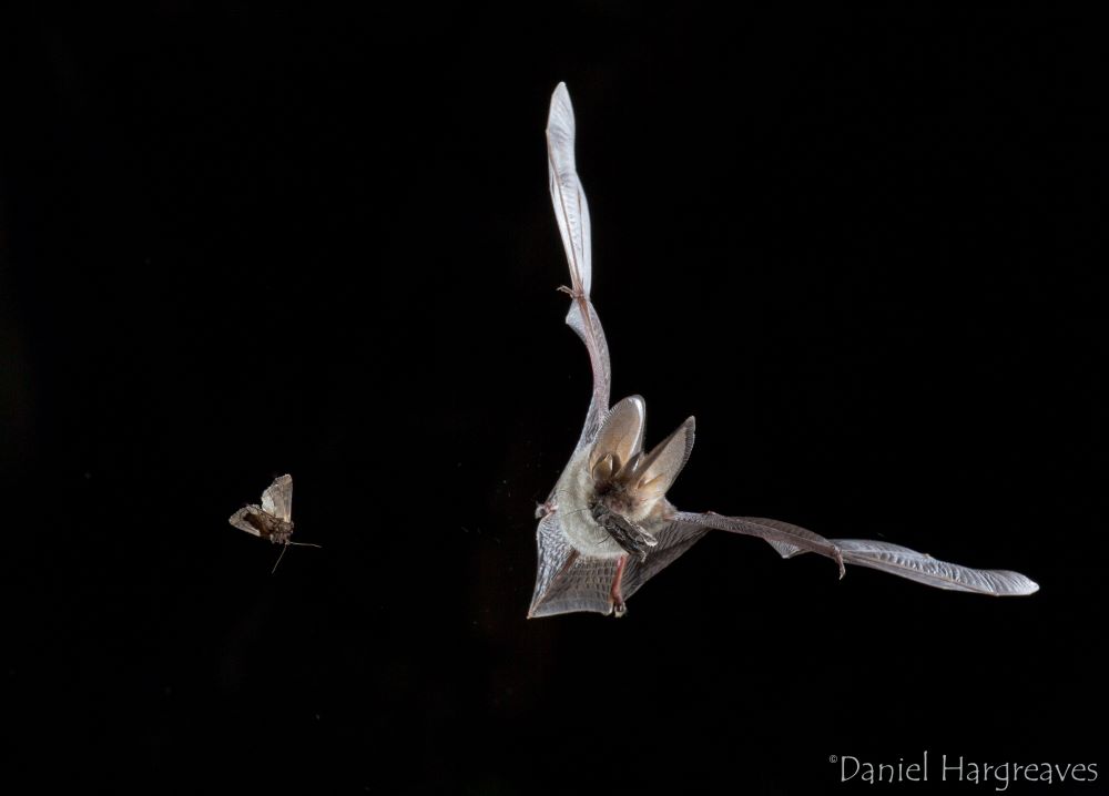 Can You Help Locate Orkney’s Bats ?