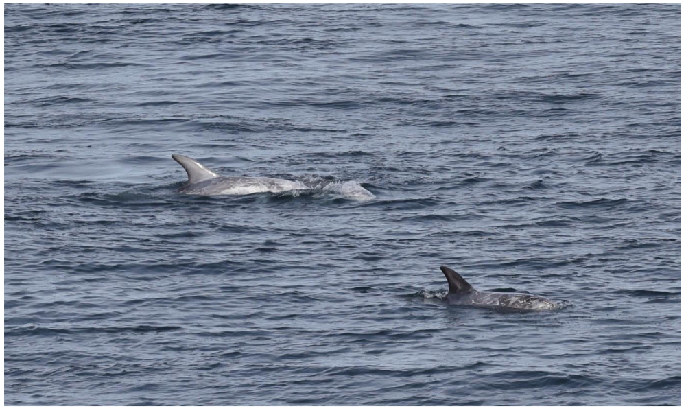 Citizen Scientists’ Valuable Contributions to Study of Risso’s Dolphins