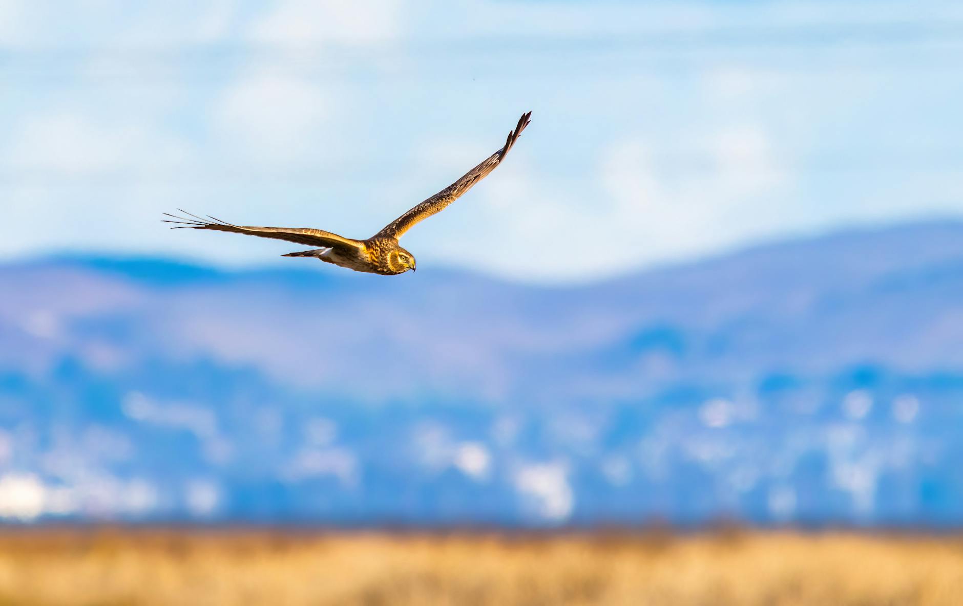 Hen harriers faring well in Orkney