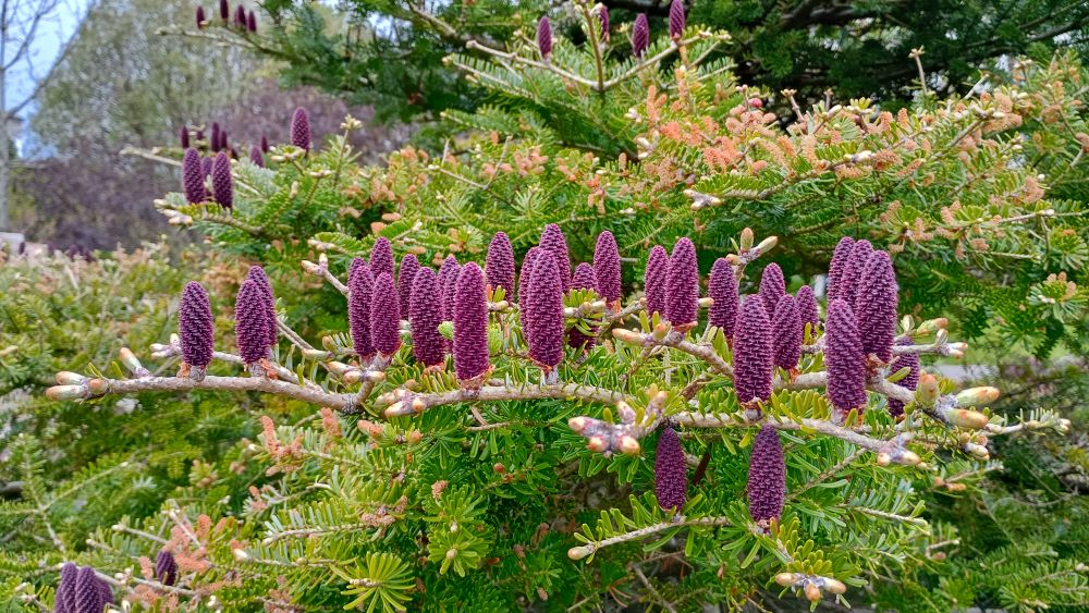 Weather Forecast 21 April: Mainly dry with bright spells.
