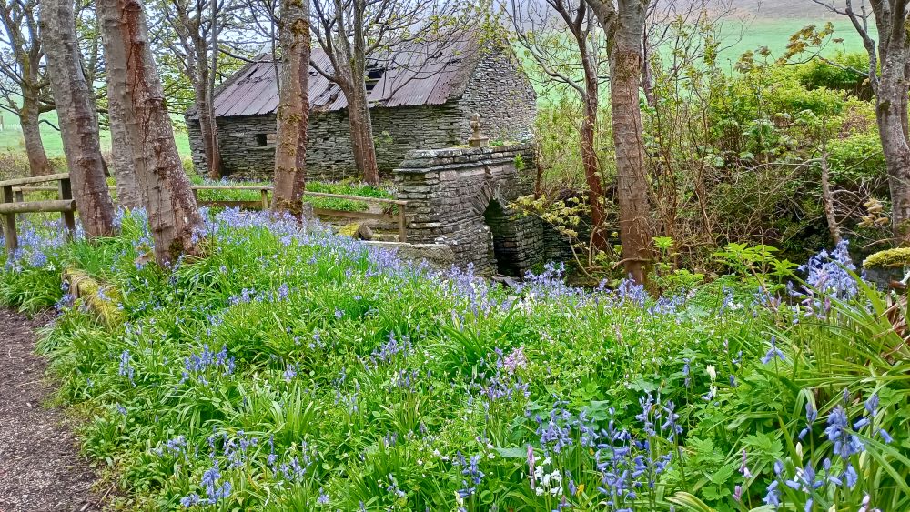 Bluebells and Birdsong at Happy Valley