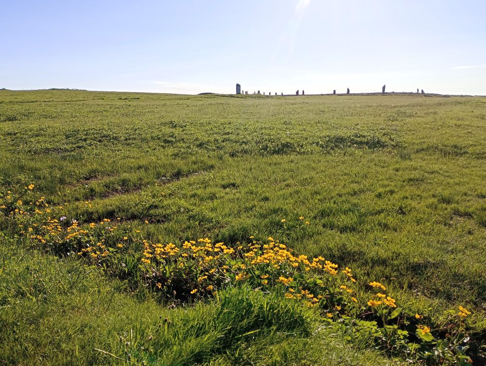 buttercups along a marshy patch with the Ring of Brodgar on the hill
