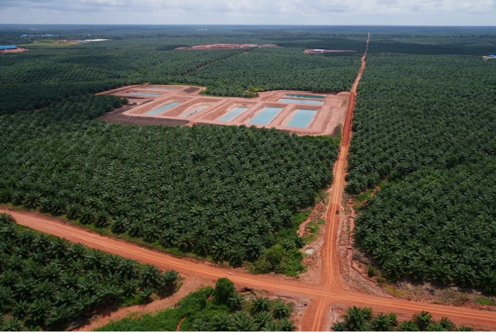 Indigenous People Bearing the Environmental Costs of Palm Oil Plantations