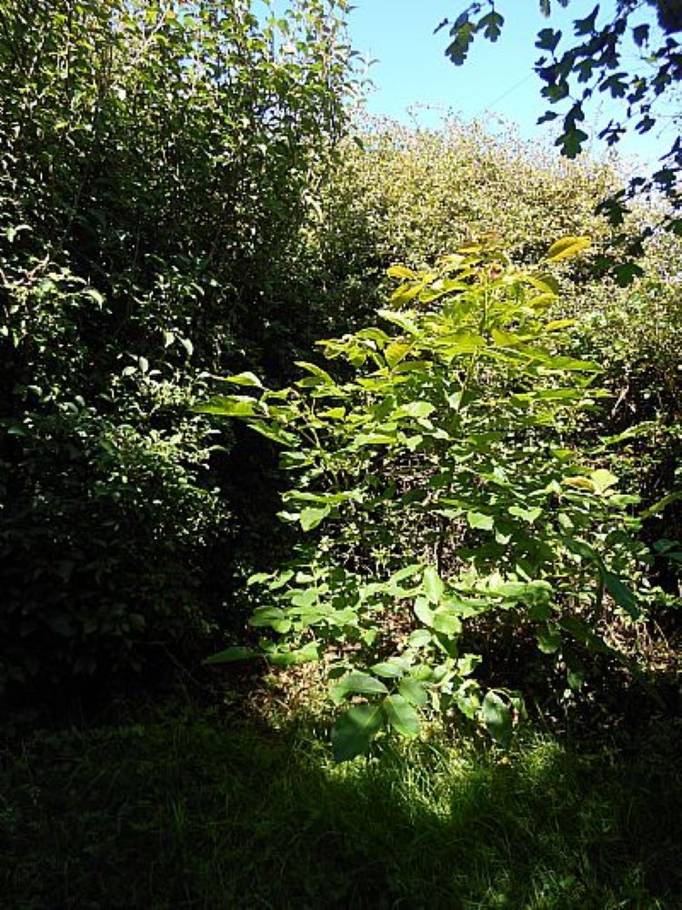 Olav’s Wood Being Cool