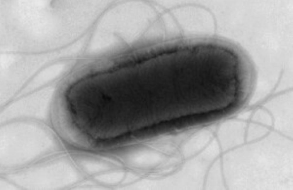 Health Warnings Issued : Rise in E Coli Cases