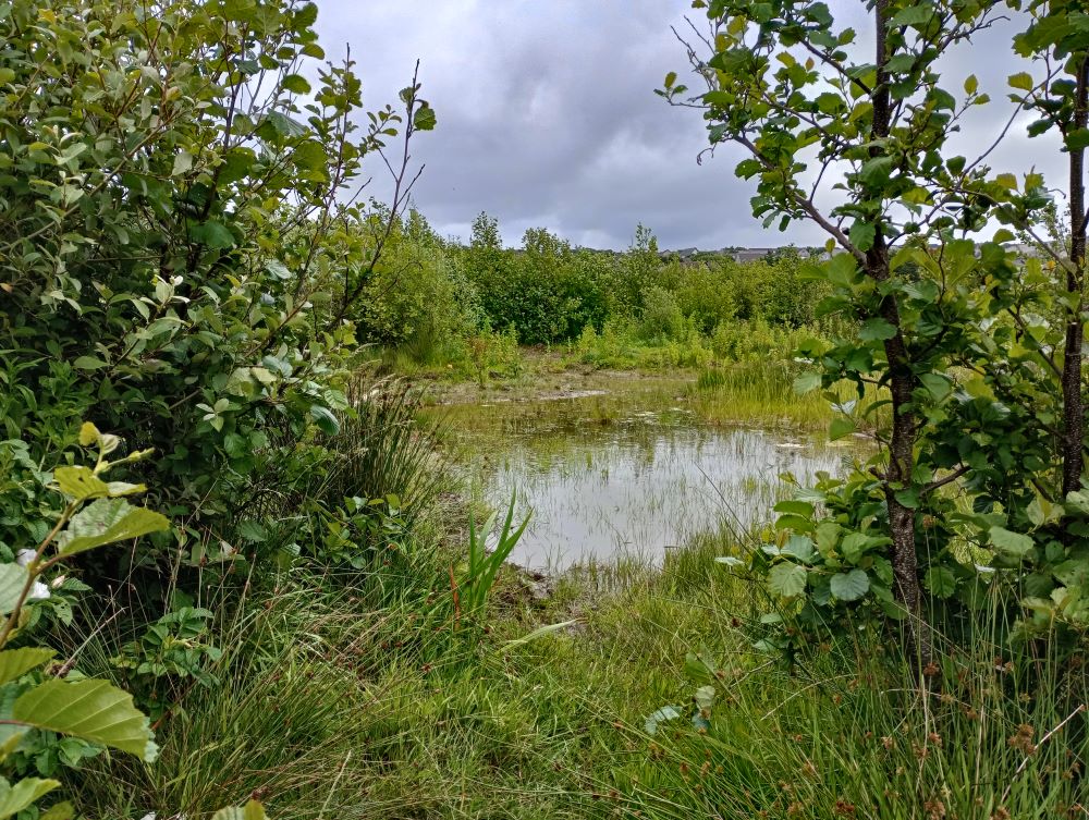 wildlife pond seen through medium sized trees and planting