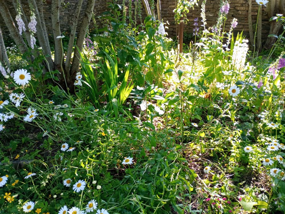 Summer’s Evening in Tankerness House Gardens