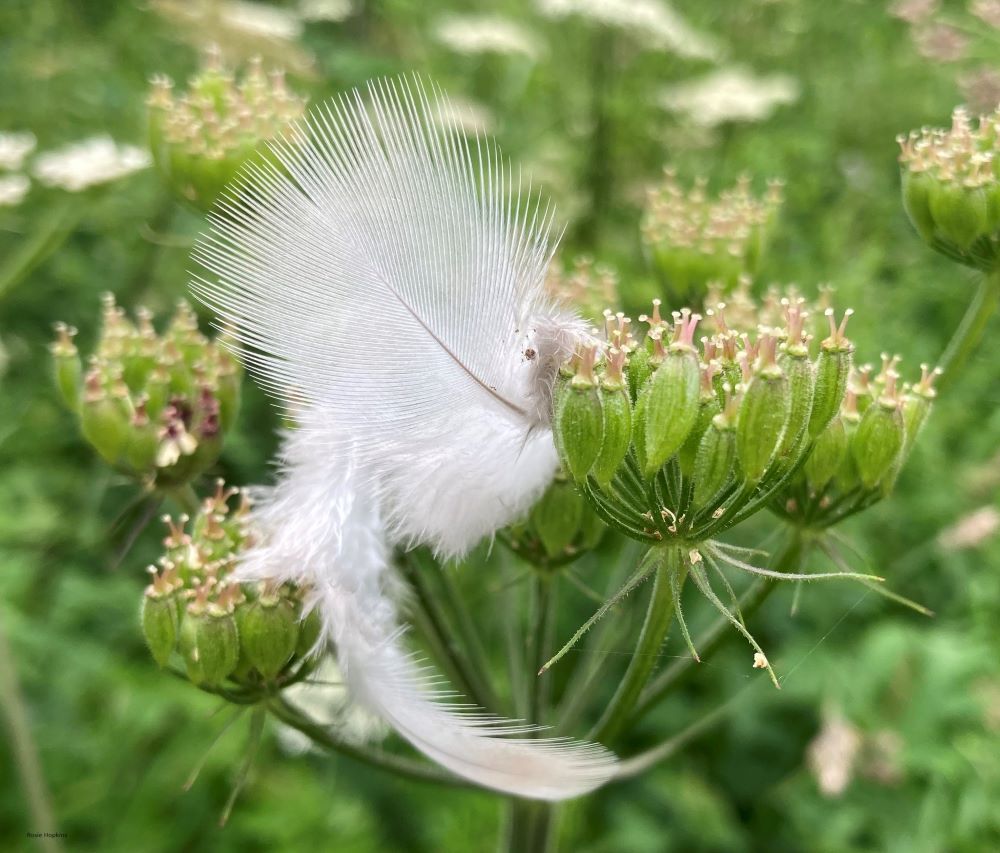 ‘How many deaths will it take?’