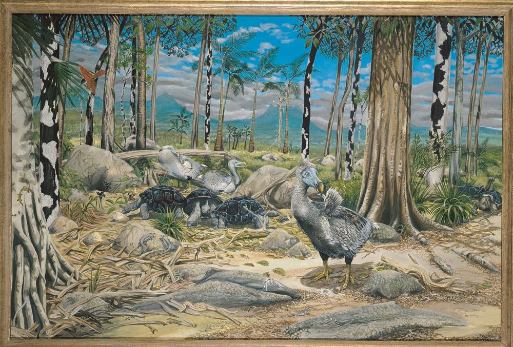 Cracking the Mystery of the Dodo Wide Open
