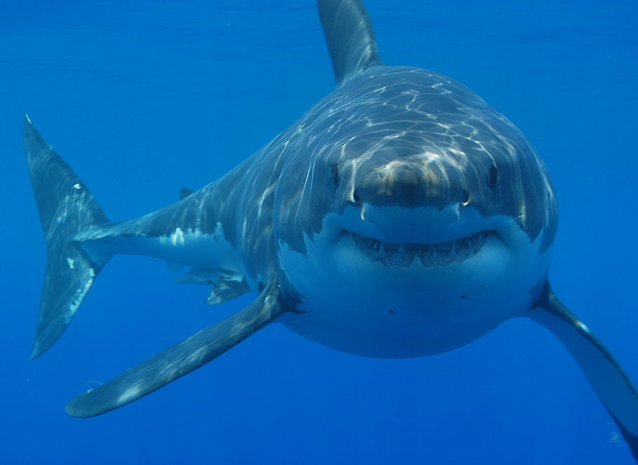 Research Highlights Critical Factors Endangering Great White Sharks