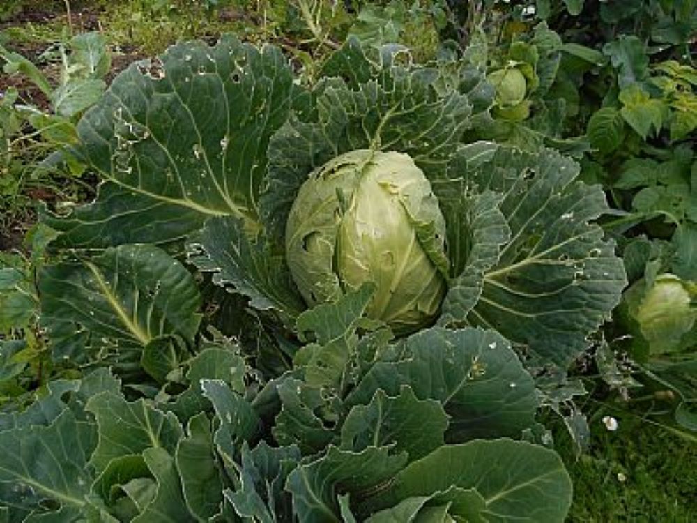 What To Do With A Monstrous Cabbage!