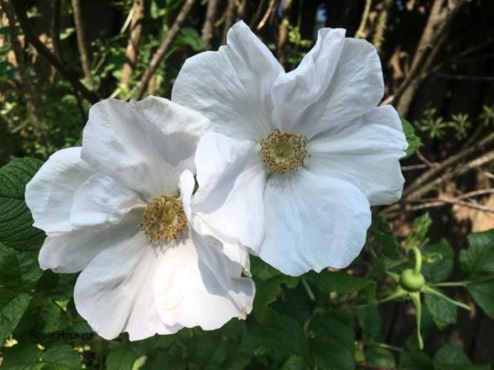 Scottish Parliament  Online Book of Condolence for Alex Salmond