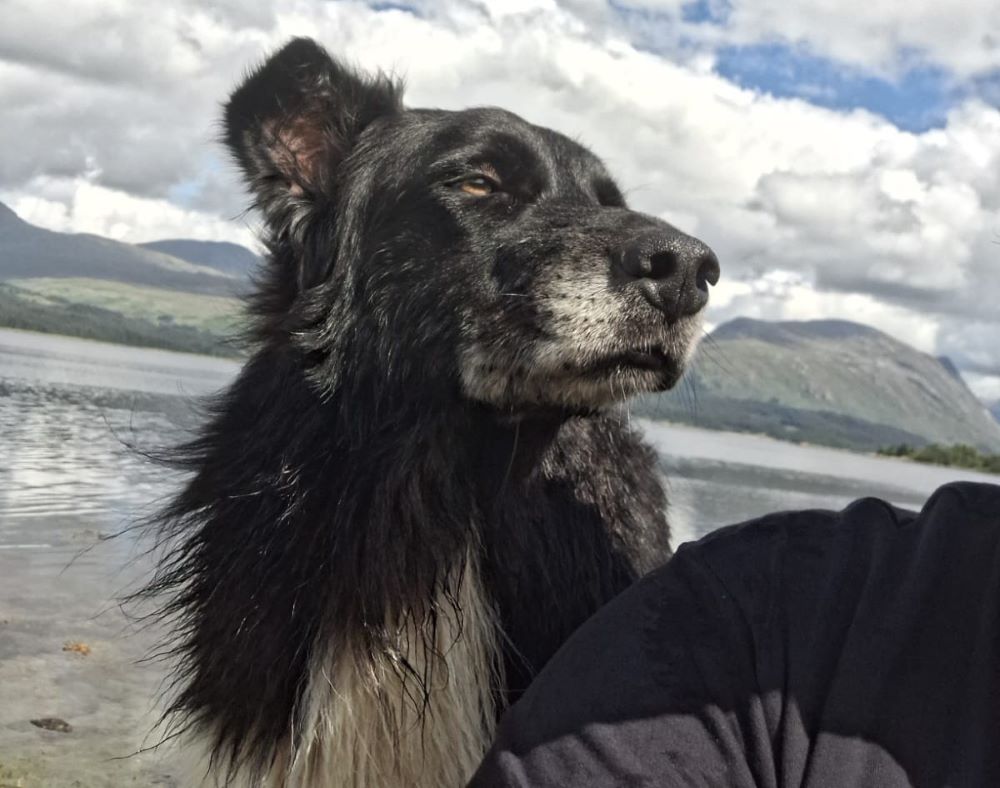 sweep the collie dog