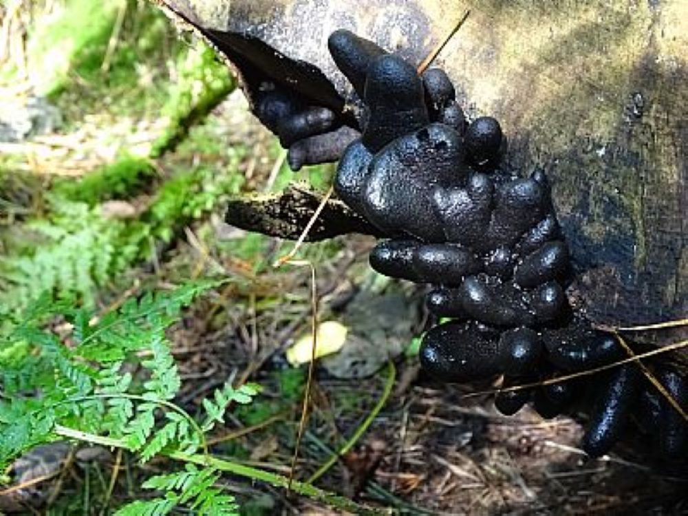 Season Of Mists & Mellow Fungusness