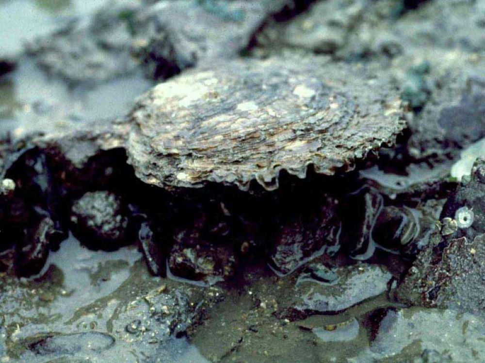 Native Oysters ‘small underwater miracles’