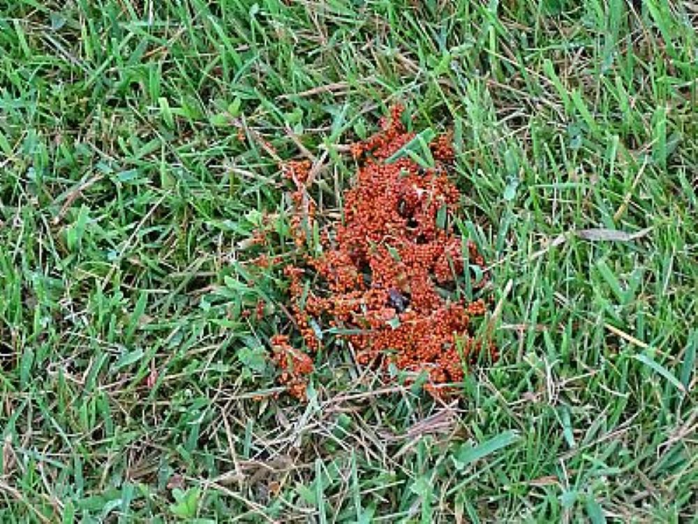 a patch of brownish fungus on the grass