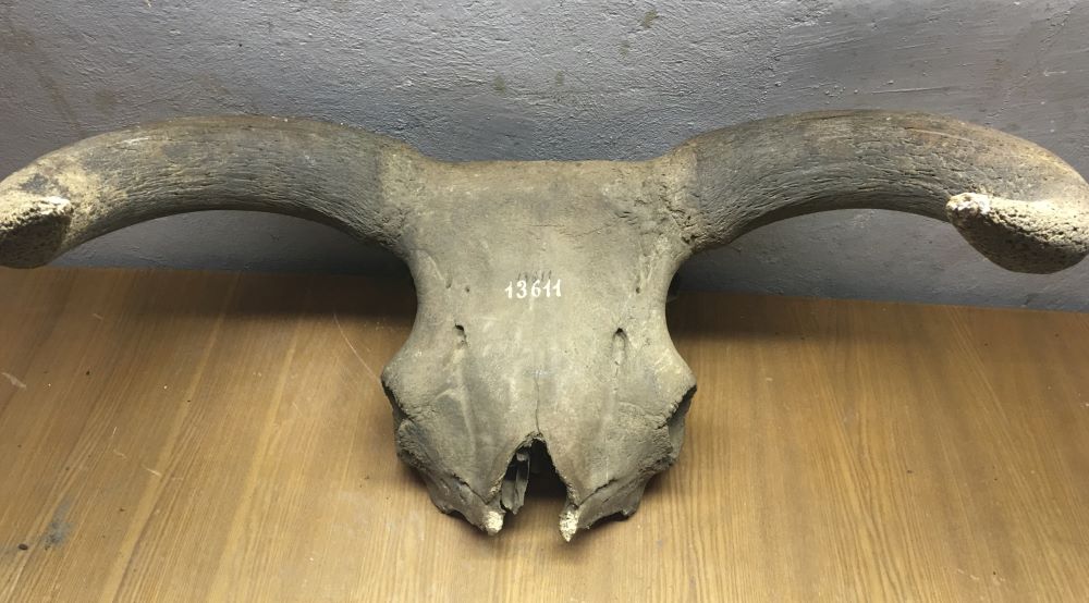 Aurochs : Big Beasts Domesticated by Early Farmers