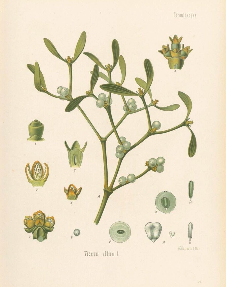 Poetry Corner: Mistletoe