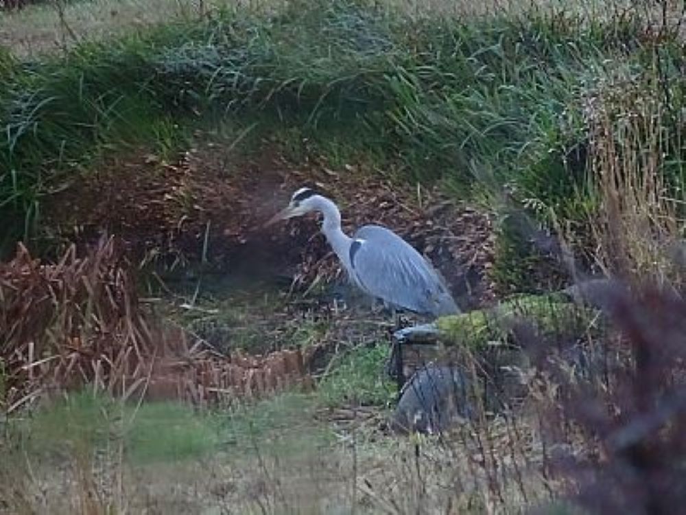 Kraak The Heron