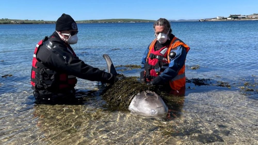 Marine Mammal Rescuers in #Orkney Funding Request for New Trailer