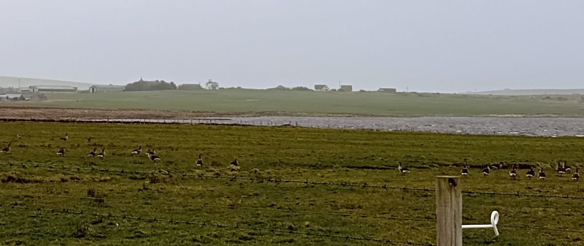 Orkney’s Goose Problem