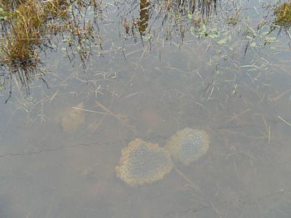 A Tale Of Random Spawning