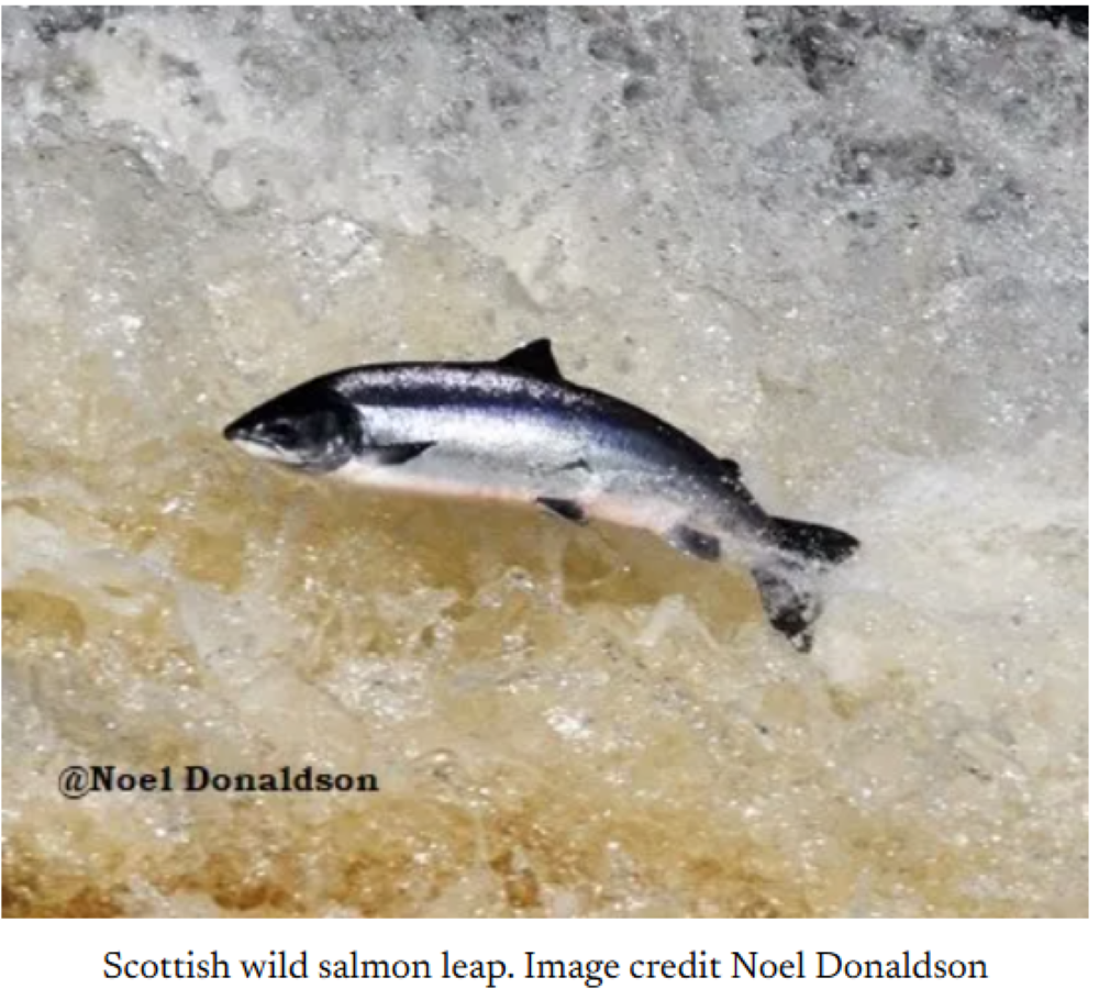 Raptor Persecution and Fish Poaching Top the Crimes Committed Against Wildlife in the Highlands & Islands