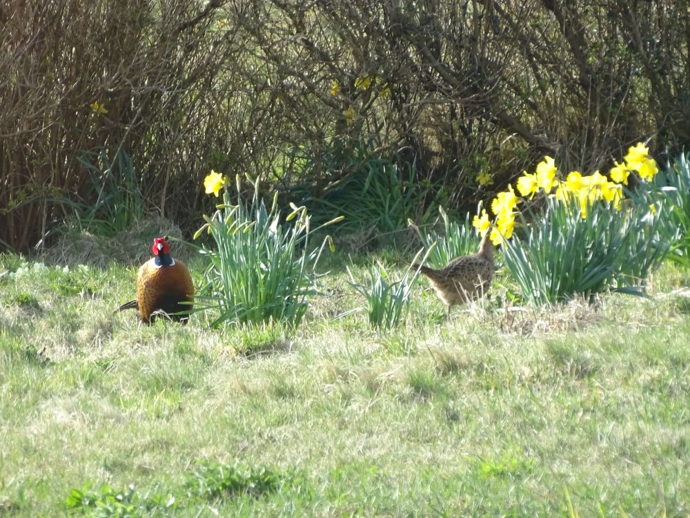 a pheasant on the grass amongst daffodils