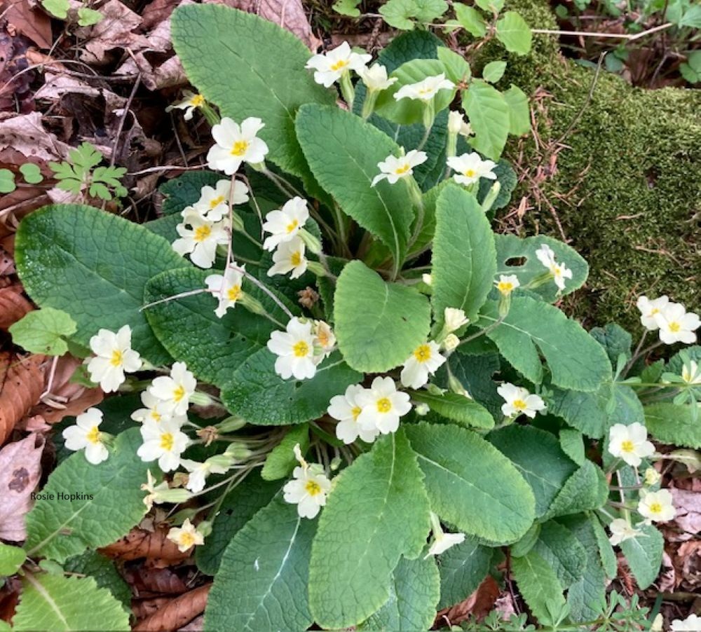 Weather Forecast 28 April : Dry and mostly cloudy Tuesday. Sunny spells for Orkney later.