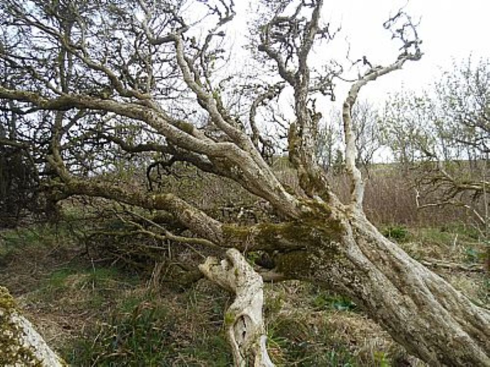 The Fallen Trees Of Happy Valley