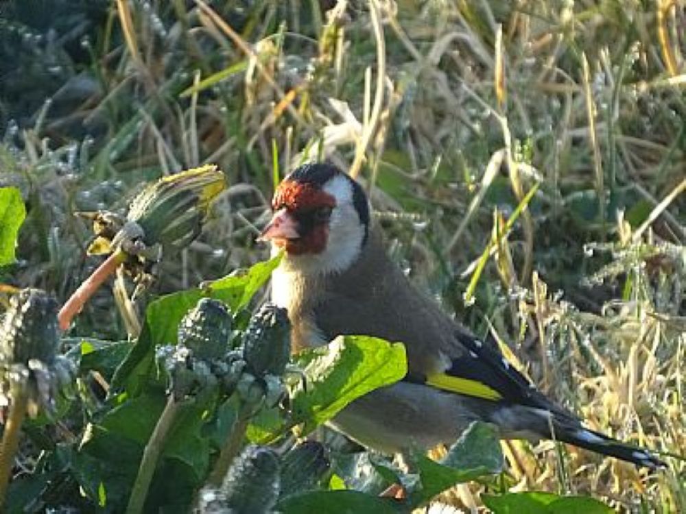 Goldfinches