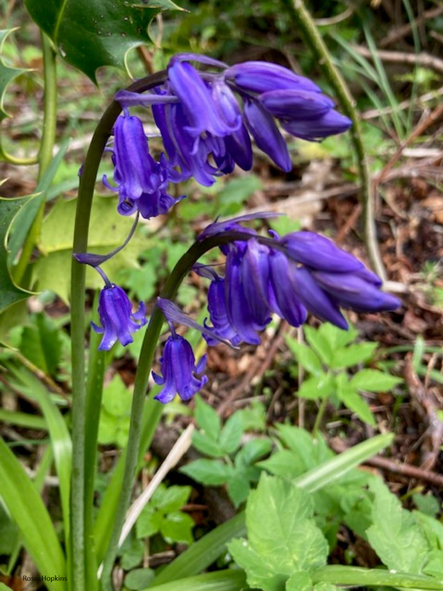 The Bluebell