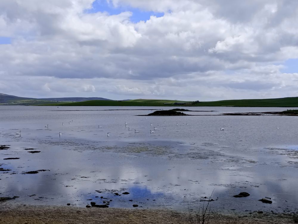 Stenness Loch with the remains of a crannog and several swans