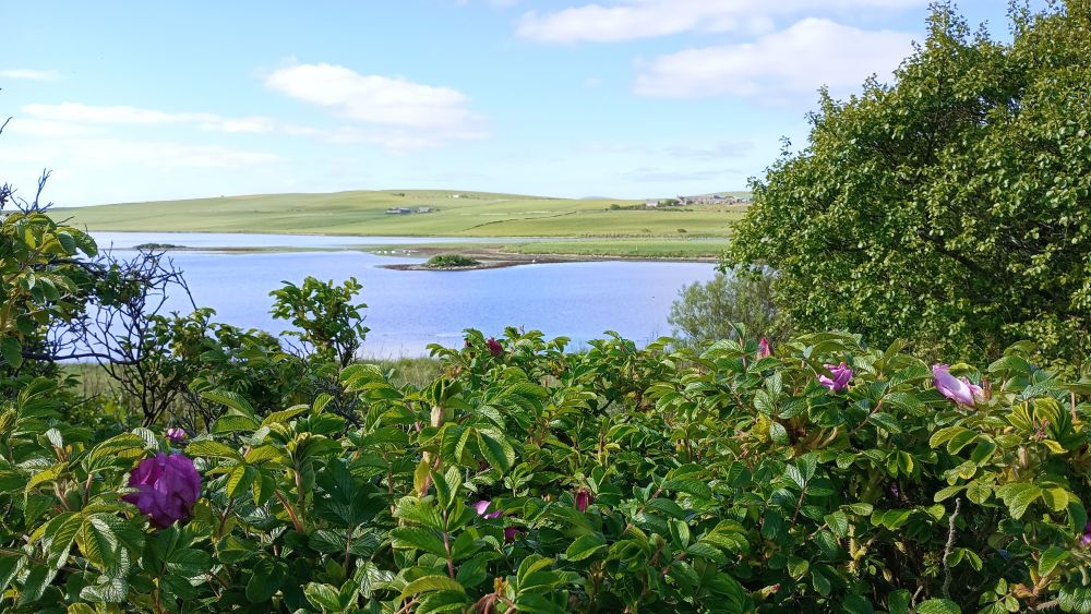 in the forefront rosa rugosa in flower and behind the Stenness Loch with a view of the remains of one of the crannogs