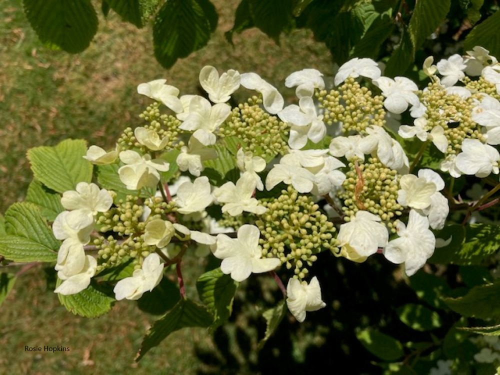 Shall I compare thee to a summer’s day?