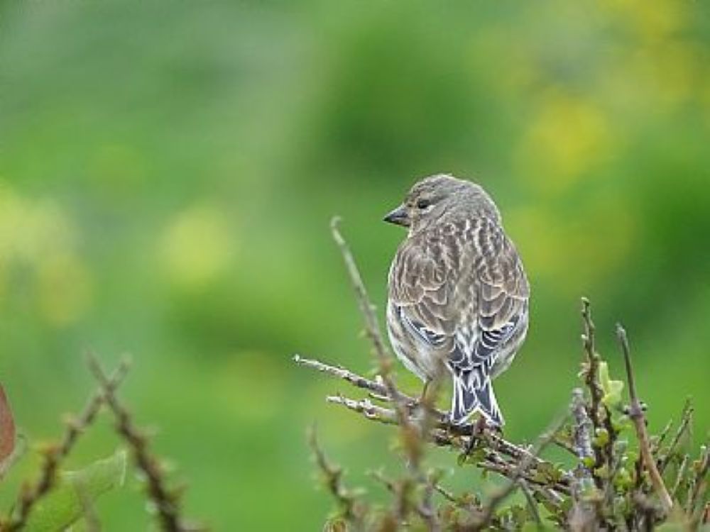 the linnet bird sitting on the top of a shrub