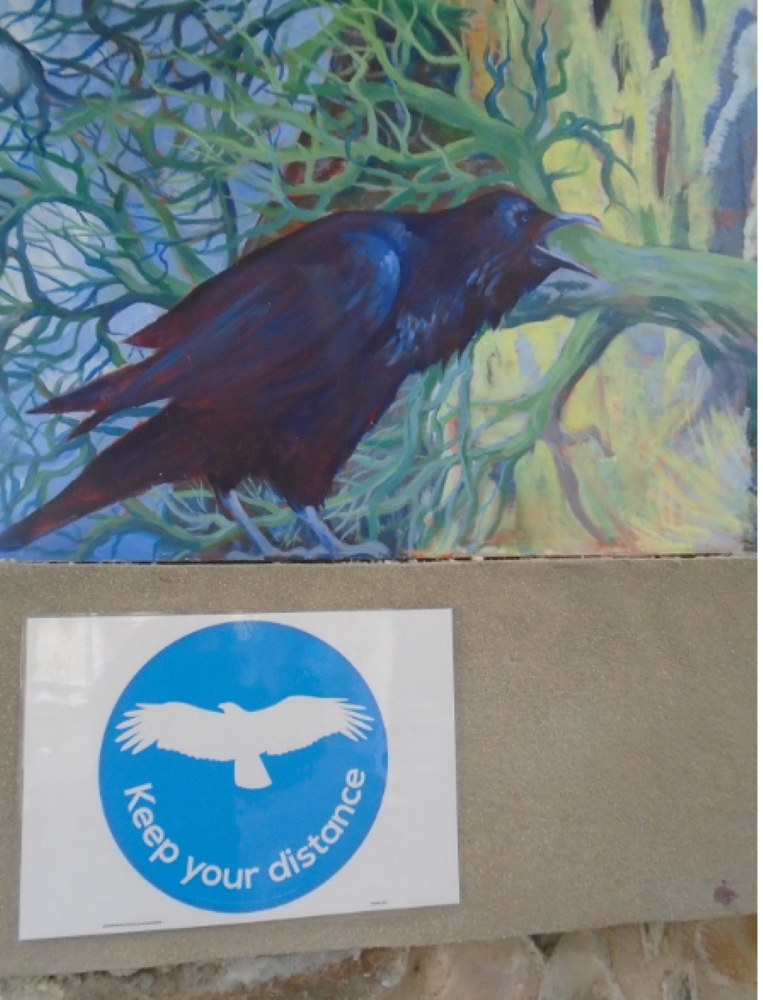 Ravens in Orkney: NatureScot’s Response