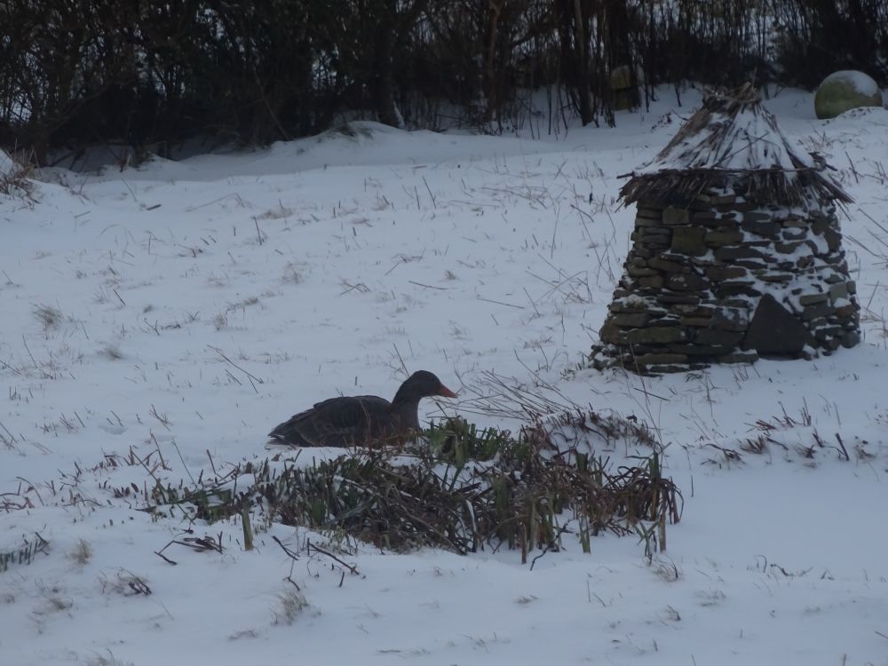 A Goose Is A Use-full Beast