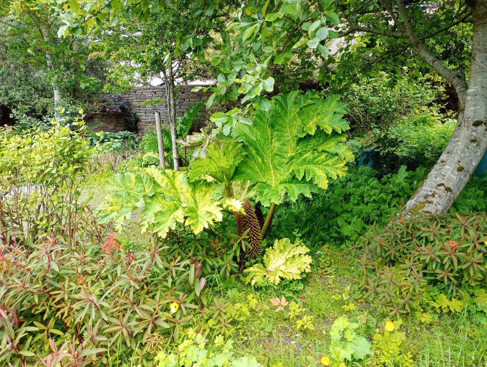 luscious shrubs and green plants under the trees in Tankerness House Gardens