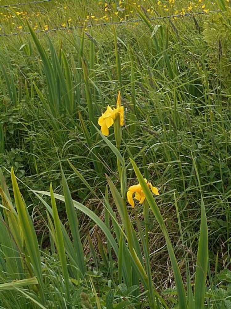 The Time of the Season