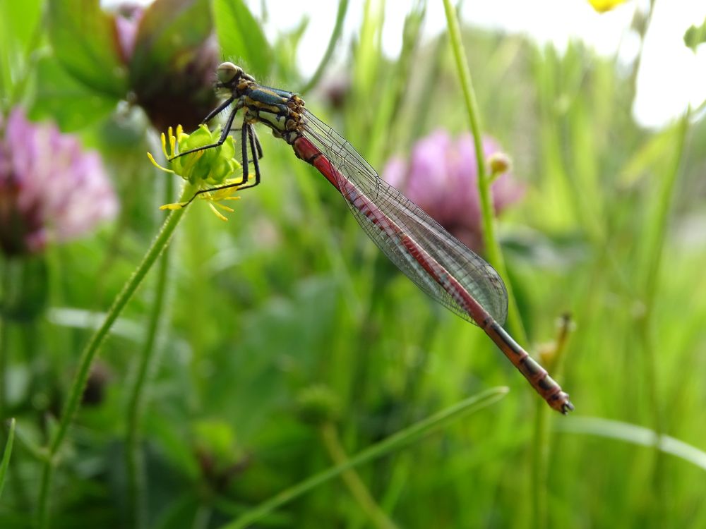 The Red Damselfly