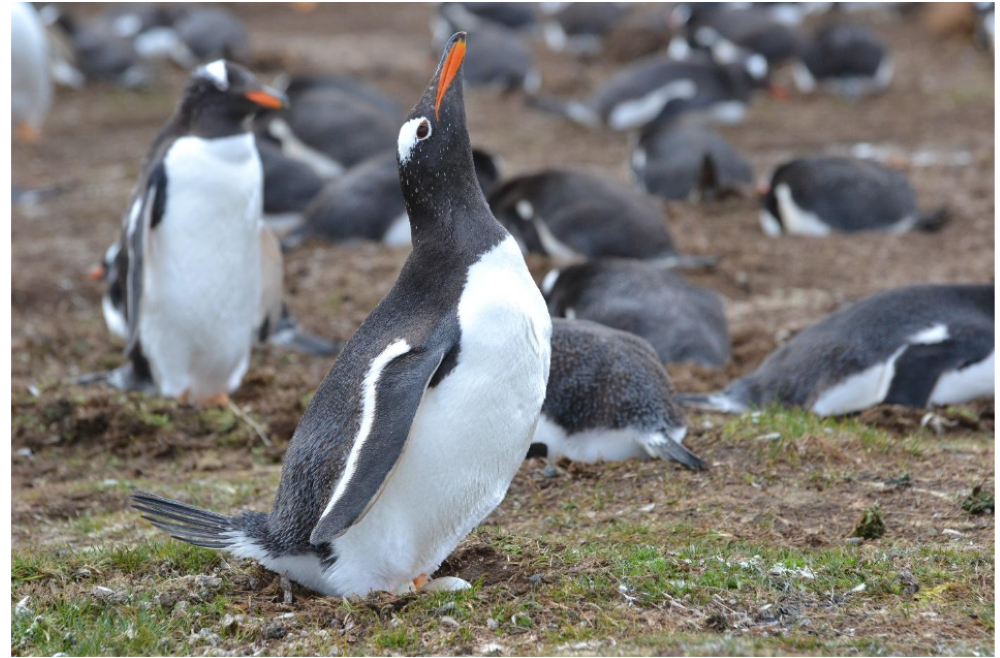 The Falkland Islands – A Traveller’s Tale #Orkney2025
