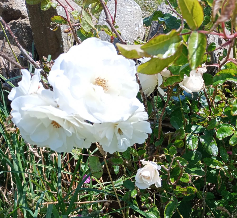 ‘Like a bolt out of the blue’ #VJDay 80 years Ago